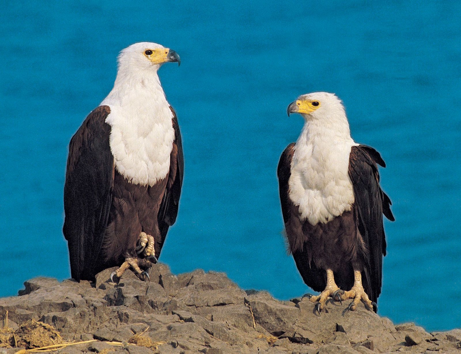 White Tailed Sea Eagle Crossword Printable