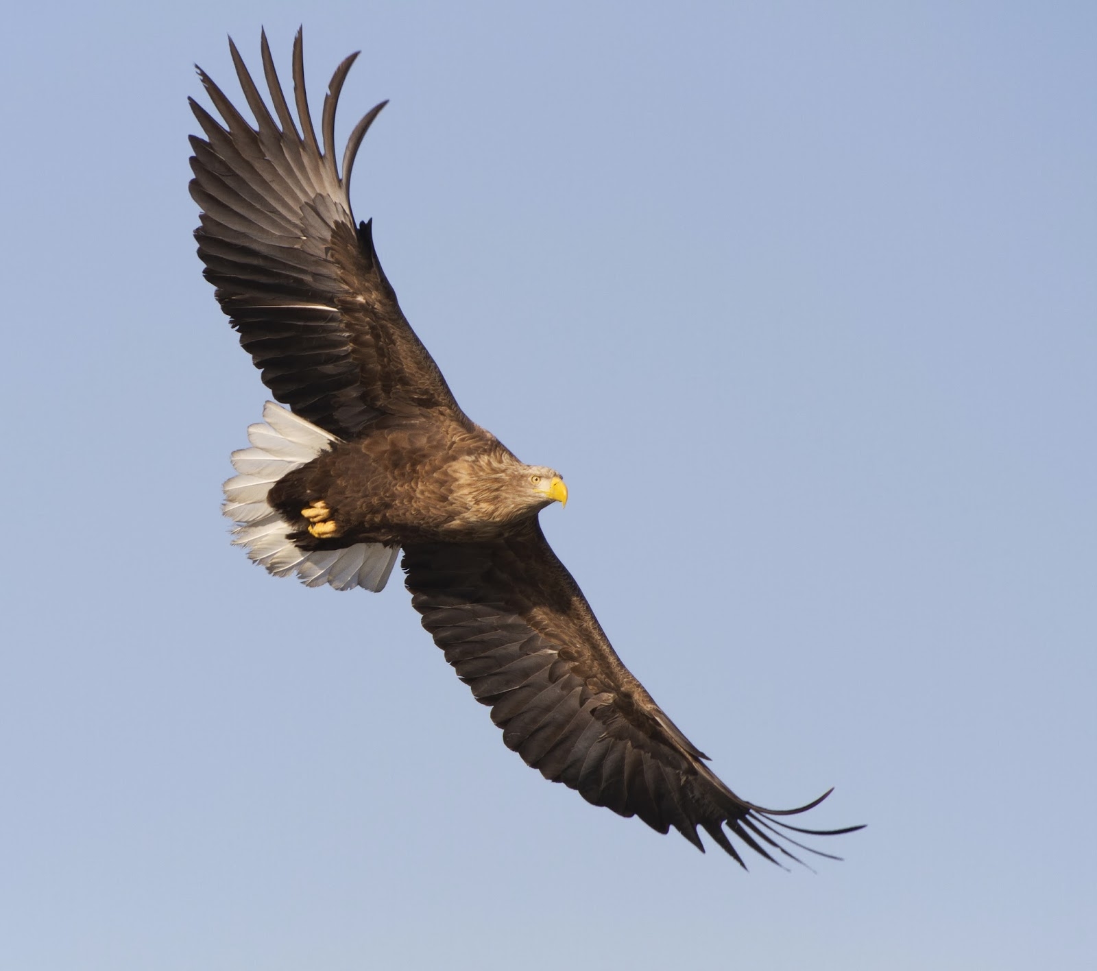 White Tailed Sea Eagle Crossword