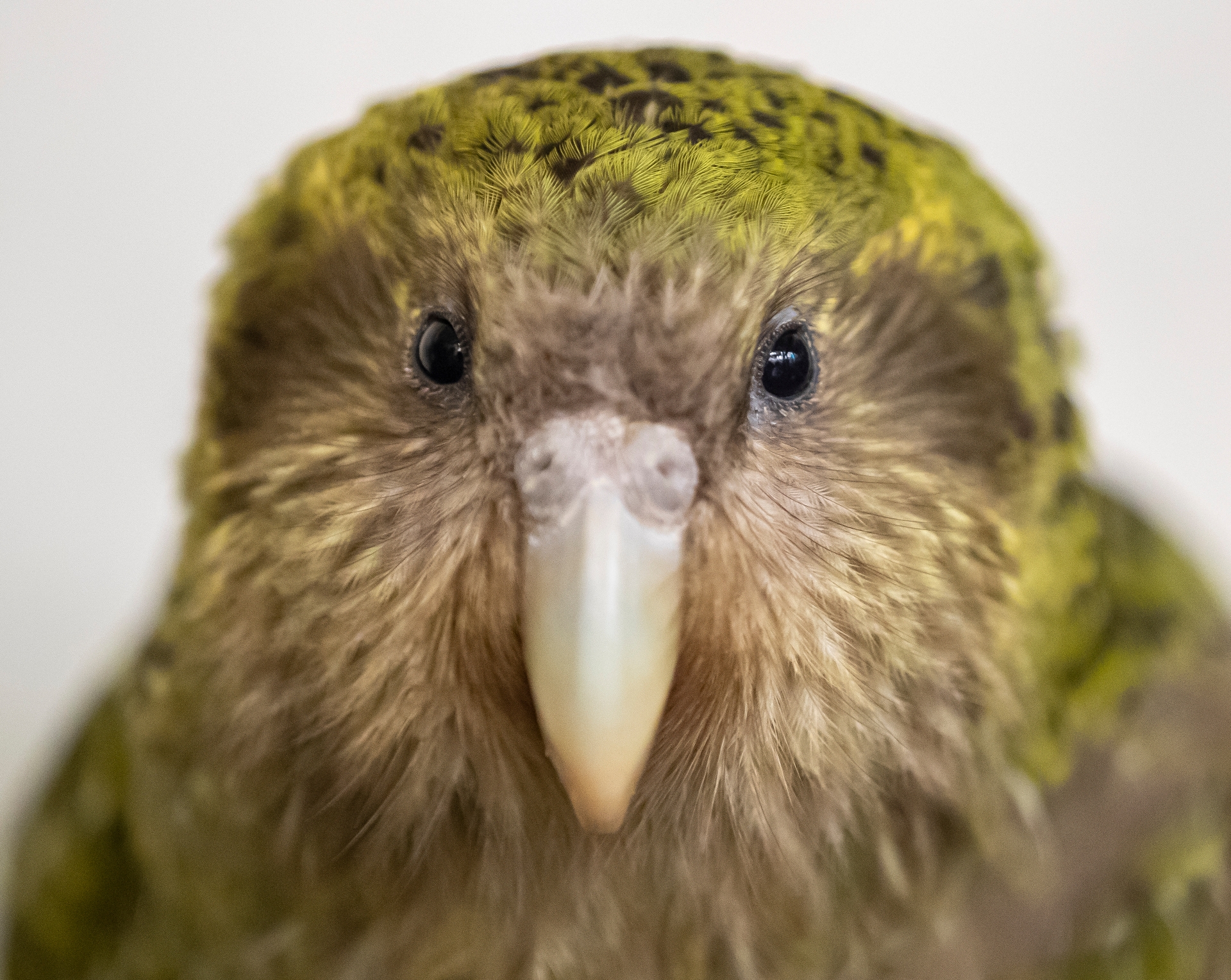 Why New Zealand s Quirky K k p Is Just As Special On The Inside NZ Herald