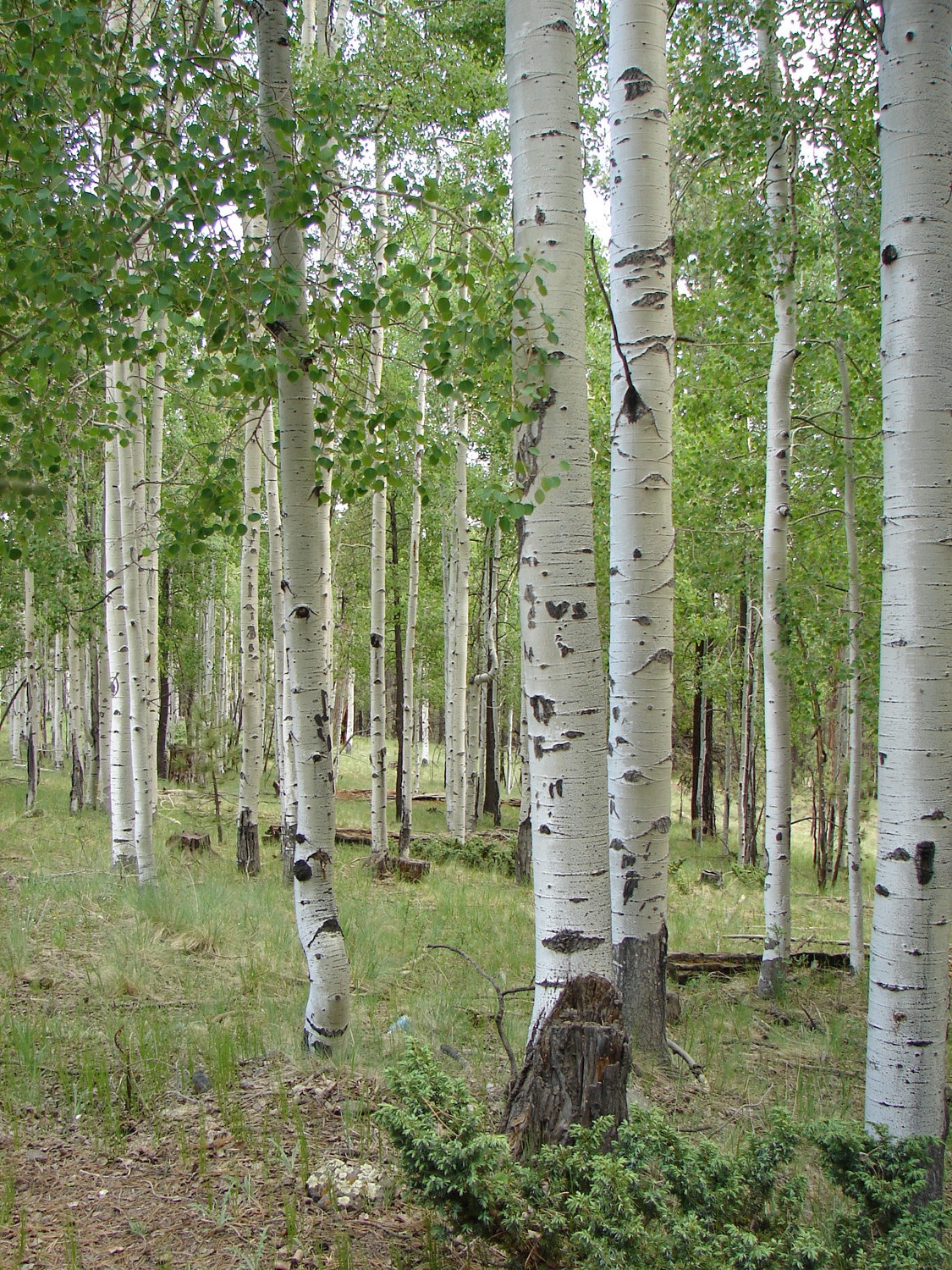 Why Trees Everywhere Break At The Same Wind Speed Live Science