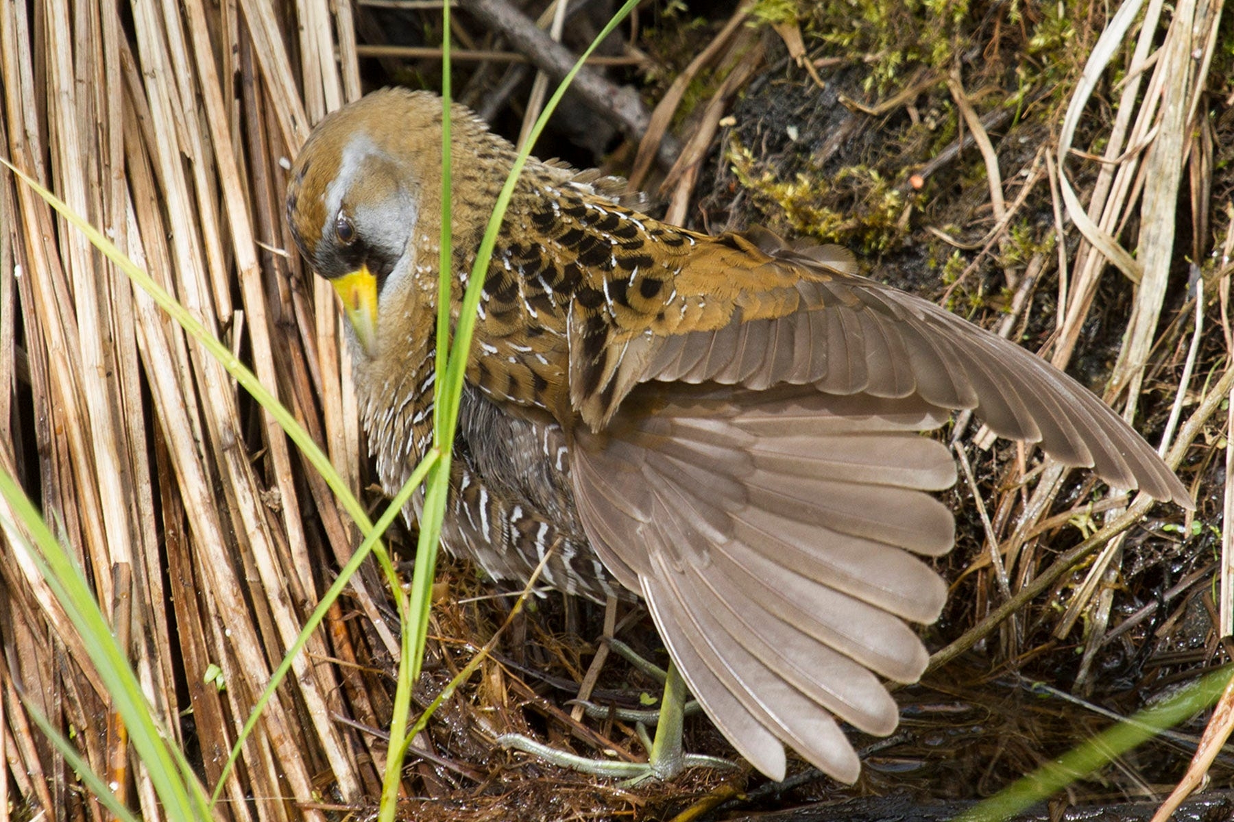 Woodland Dunes Secretive Marsh Bird Sora Sounds Like A Horse