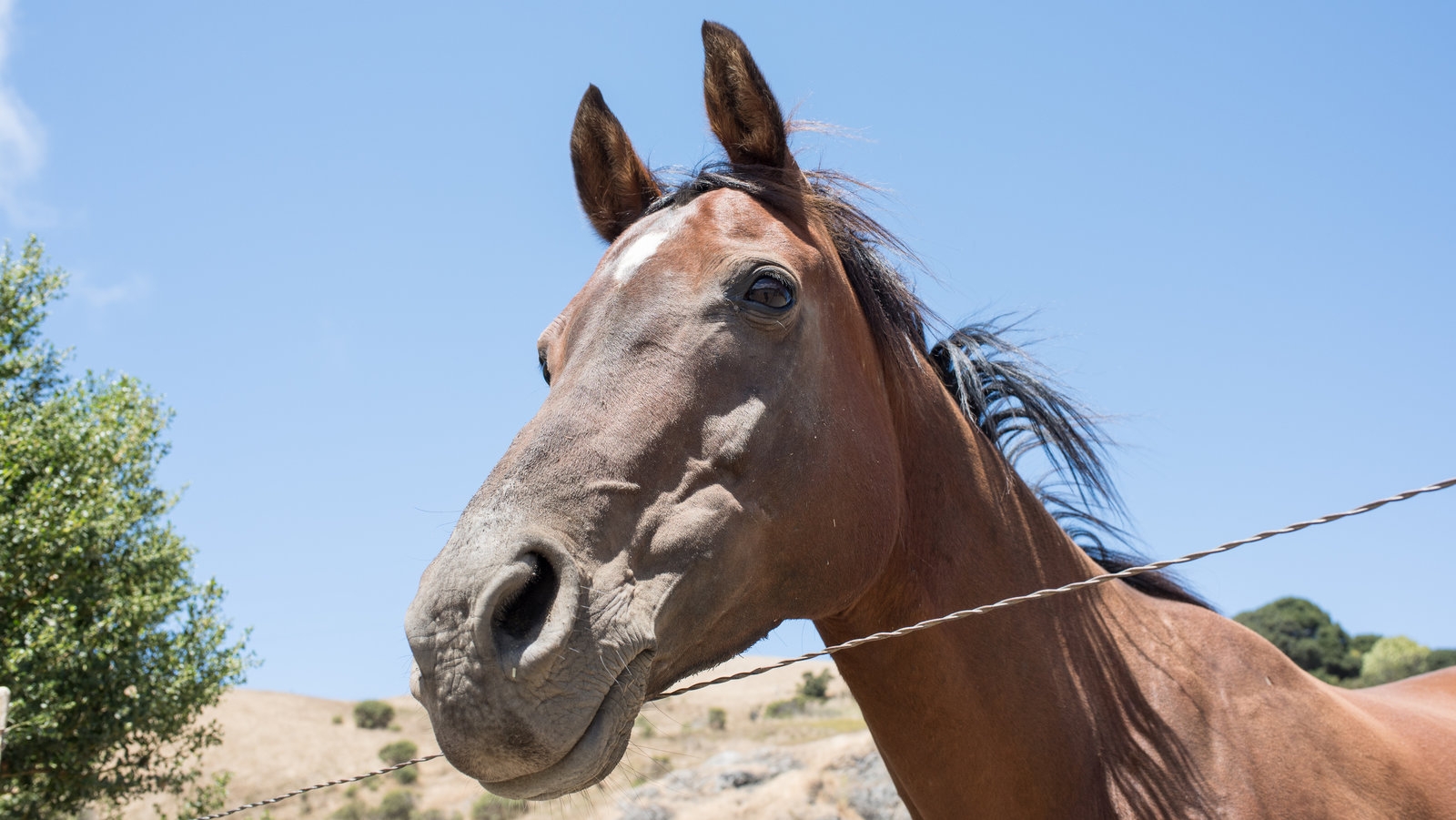 Your Vacation Mission Find This Stolen Horse The New York Times