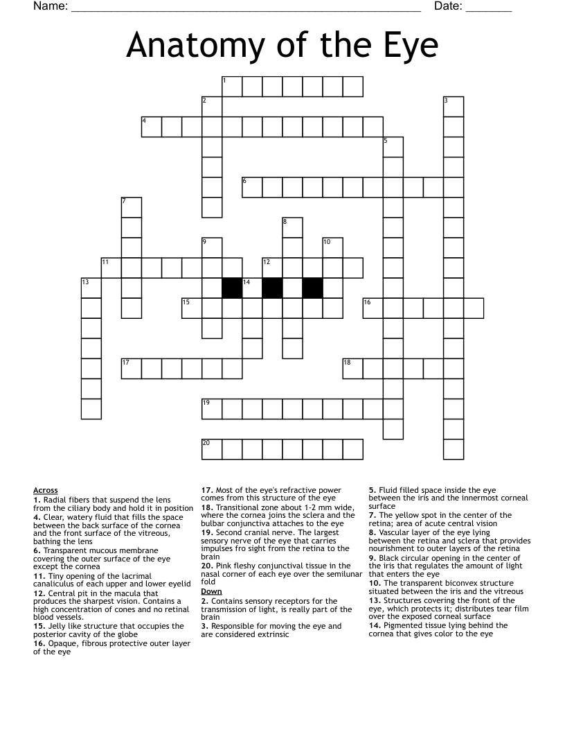 Anatomy Of The Eye Crossword WordMint