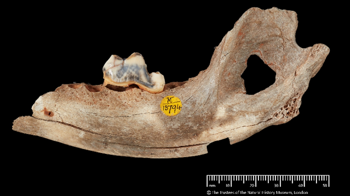 Major Scientific Breakthrough Reveals Even Cavemen Had Pet Dogs World News Express co uk