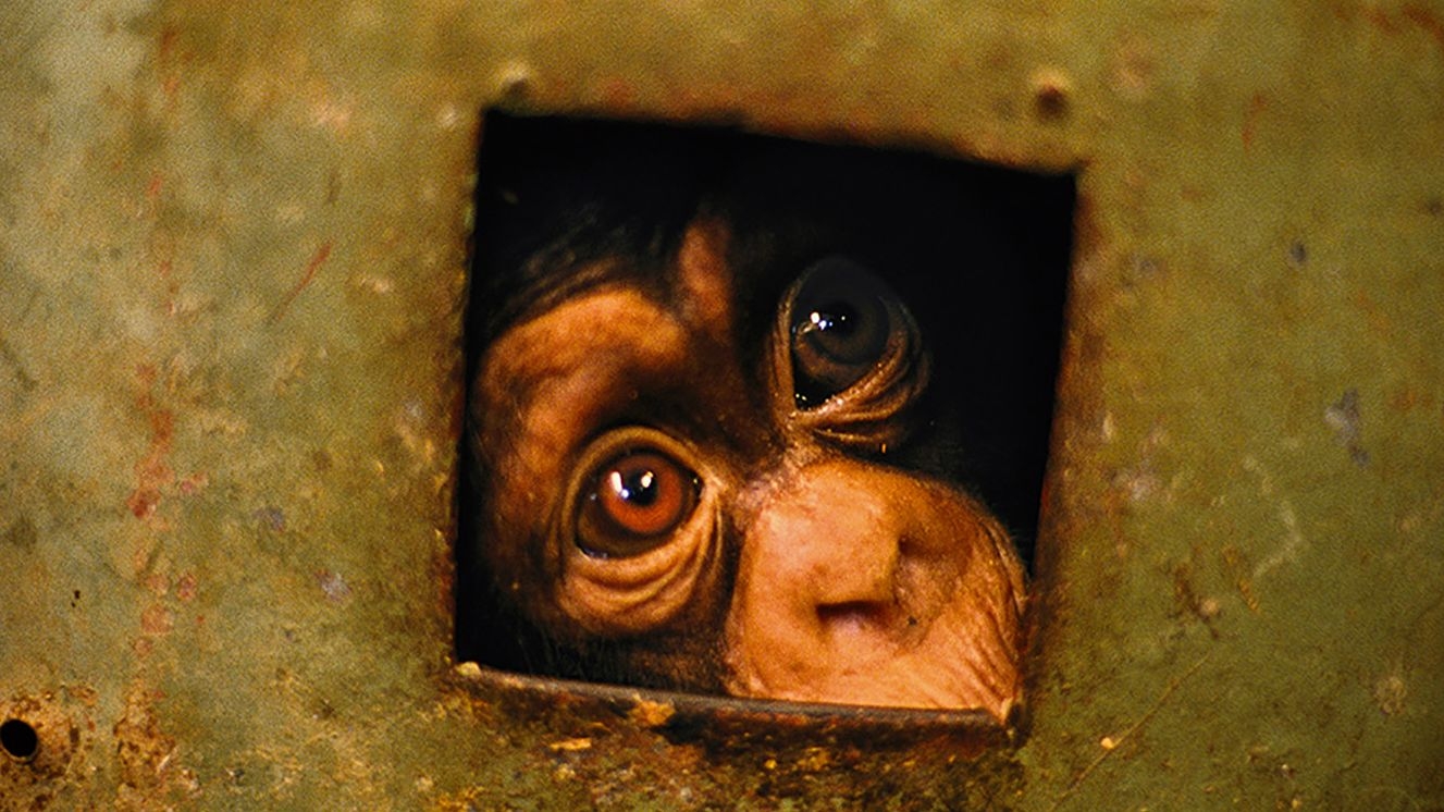 primatologist dian crossword primatologist dian crossword