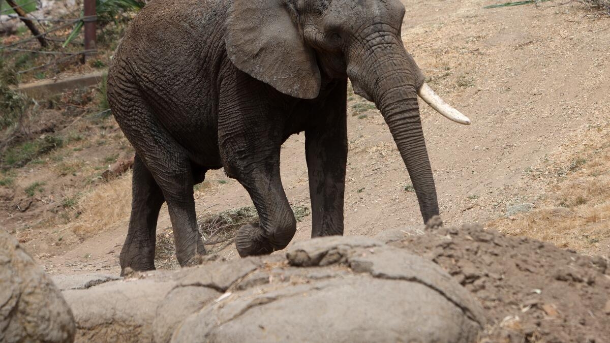 This California Zoo Is Closing Its Elephant Exhibit Will More Follow Los Angeles Times